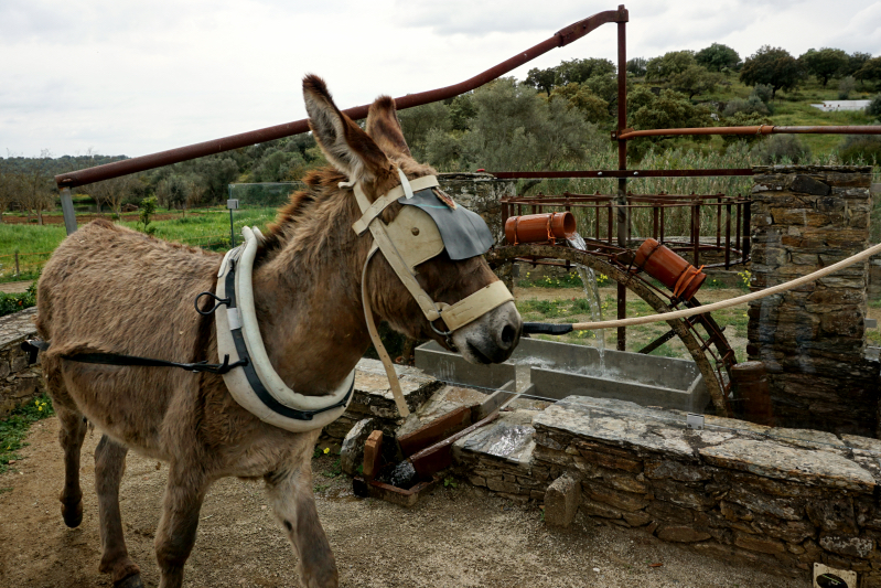 Eating in Alentejo, Portugal